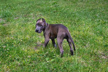 Image showing American Staffordshire Terrier in the park