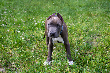 Image showing American Staffordshire Terrier in the park