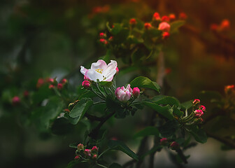 Image showing Flowers And Buds Of Apple Blossom Close-up In The Sunlight