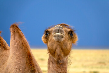 Image showing Bactrian camel portrait in steppe