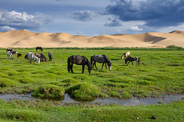 Image showing Horses eating grass in Gobi Desert