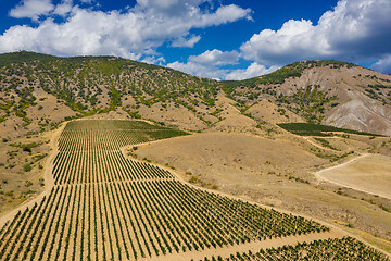 Image showing Aerial view of mountain vineyard in Crimea