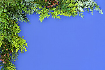 Image showing Cedar Cypress and Juniper Fir Background Border