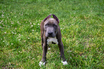 Image showing American Staffordshire Terrier in the meadow