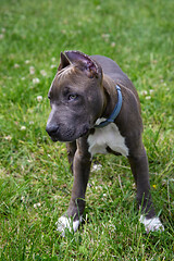 Image showing American Staffordshire Terrier in the meadow