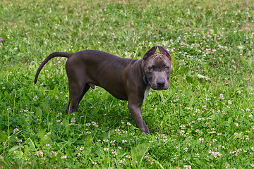 Image showing American Staffordshire Terrier in the meadow