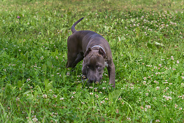 Image showing American Staffordshire Terrier in the meadow