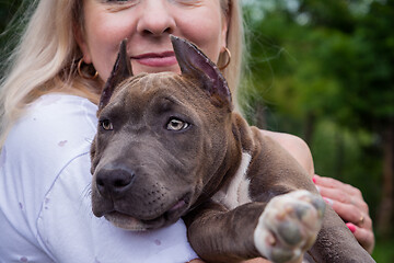 Image showing Blonde hugs Amstaff puppy