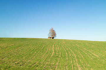 Image showing Alone tree and house on a green fiels under blue sky, Austria.