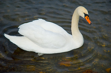 Image showing A baeautiful swan