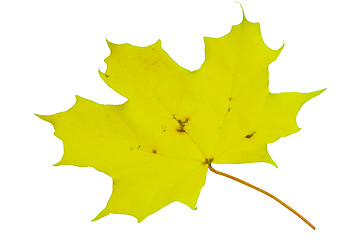 Image showing Autumn leaf