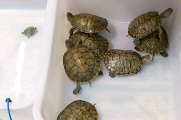 Image showing Baby Turtles Box