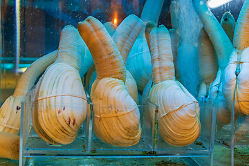 Image showing Geoduck