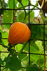 Image showing hokaido pumpkin plant
