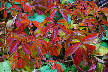 Image showing woodbine color leaves