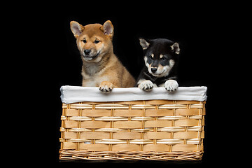 Image showing Beautiful shiba inu puppies in basket