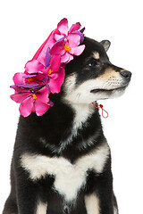 Image showing Beautiful shiba inu puppy in pink hat