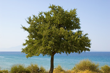 Image showing Olive tree at the seashore