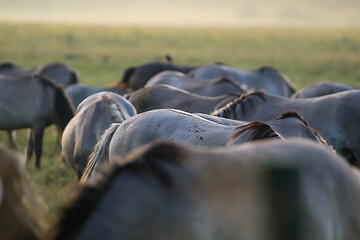 Image showing Wild horses grazing in the meadow on foggy summer morning.