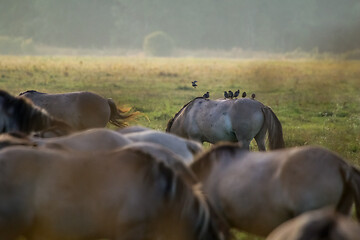 Image showing Wild horses grazing in the meadow on foggy summer morning.