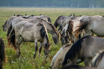 Image showing Wild horses grazing in the meadow on foggy summer morning.