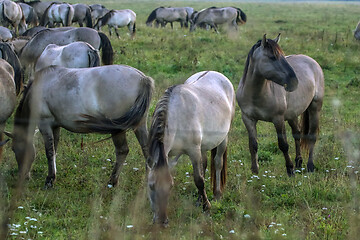 Image showing Wild horses grazing in the meadow on foggy summer morning.