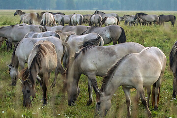 Image showing Wild horses grazing in the meadow on foggy summer morning.