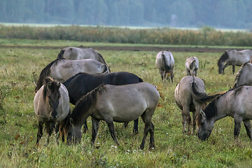 Image showing Wild horses grazing in the meadow on foggy summer morning.