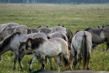 Image showing Wild horses grazing in the meadow on foggy summer morning.