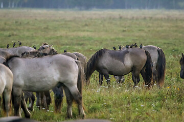 Image showing Wild horses grazing in the meadow on foggy summer morning.