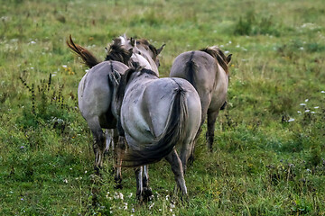 Image showing Wild horses grazing in the meadow on foggy summer morning.