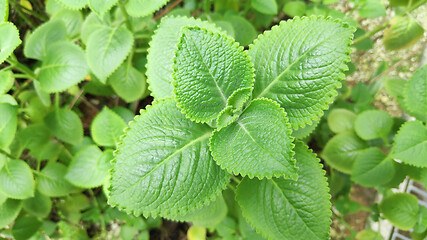 Image showing Fresh green Indian borage plant