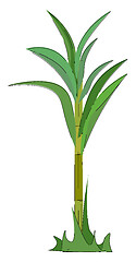 Image showing A green-colored sugarcane plant vector or color illustration