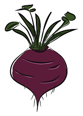 Image showing A purple colored beet, vector color illustration.