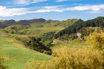 Image showing typical rural landscape in New Zealand