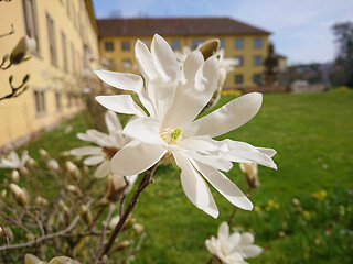 Image showing magnolia blossoms tree