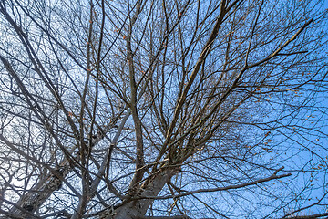 Image showing a leafless tree in the sky