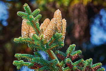 Image showing Immature Cones of Manchurian Fir