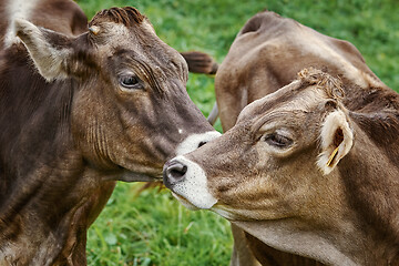 Image showing Cows in the Pasture