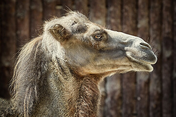 Image showing Portrait of Camel