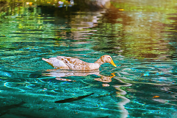 Image showing Duck on the Lake