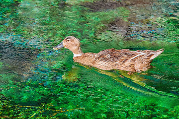 Image showing Duck on the Lake