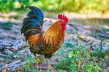 Image showing Rooster (Gallus Gallus Domesticus)