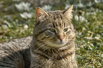 Image showing Cat on the Lawn