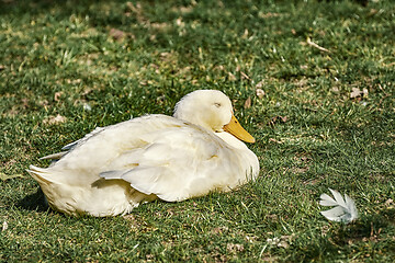 Image showing Goose on the Grass