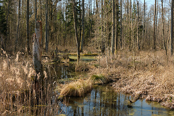 Image showing Small natural forest river in sunrise light