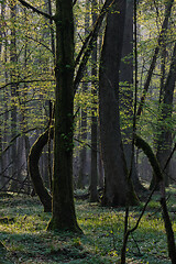 Image showing Deciduous forest in springtime before sunrise