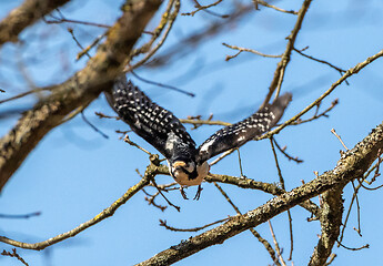 Image showing Woodpecker in flight