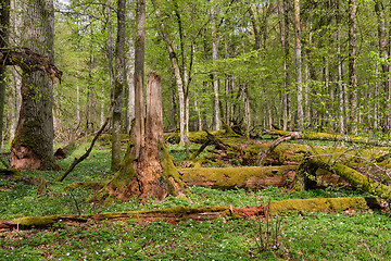 Image showing Hornbeam tree deciduous forest in spring