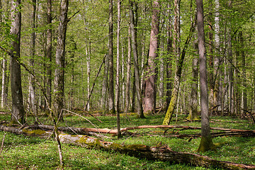 Image showing Hornbeam tree deciduous forest in spring